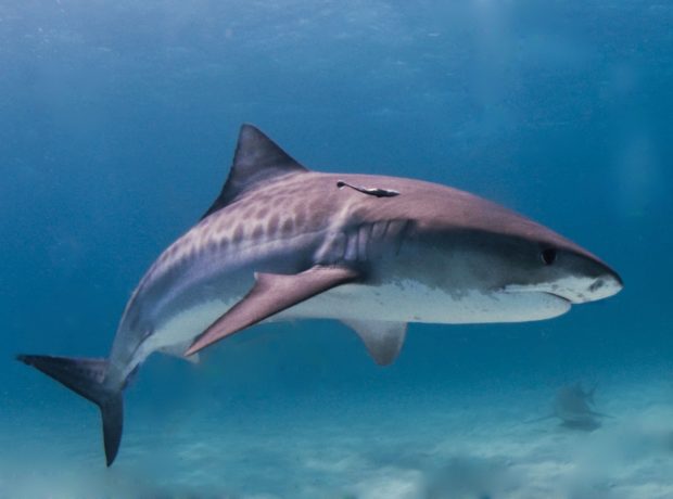 tiger-shark