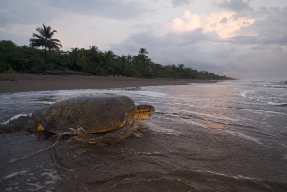 Sea-Turtle-Neil-Osborne-Green