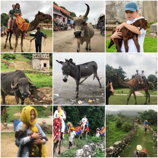 Animal-India-Collage