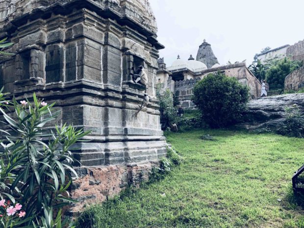 Kumbhalgarh-Fort-Monkeys